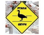 Ilustracja do artykułu: Wysoce zjadliwa grypa ptaków- nowe obowiązki posiadaczy drobiu